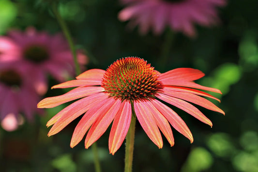 Floare de echinacea roz în grădină — plantă folosită tradițional în sezonul rece