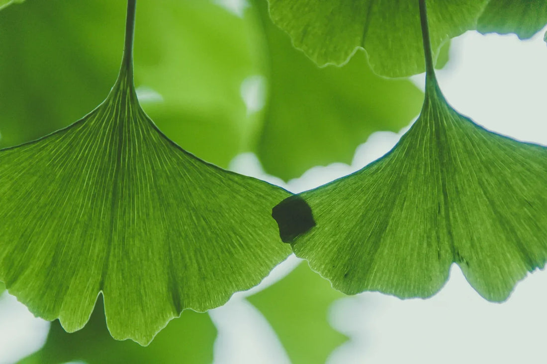 Frunze verzi de ginkgo biloba în formă de evantai, fotografiate în lumină naturală